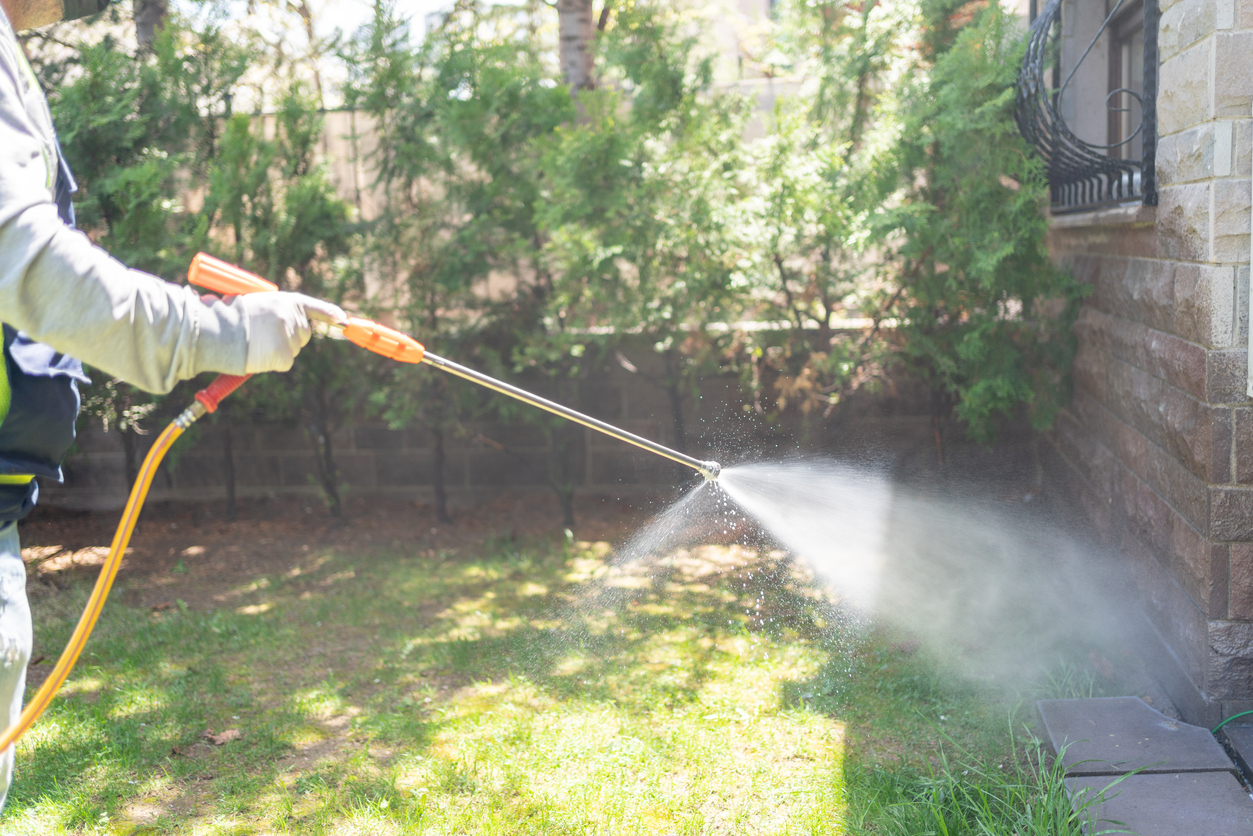 Spraying herbicides on the lawn