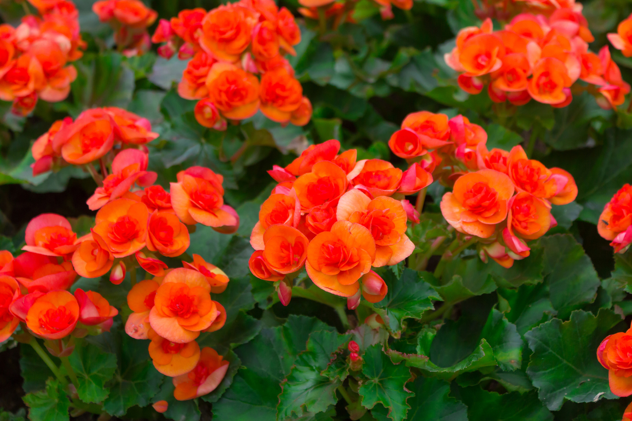 iStock-514452884 annual flowers Tuberous Begonia.jpg