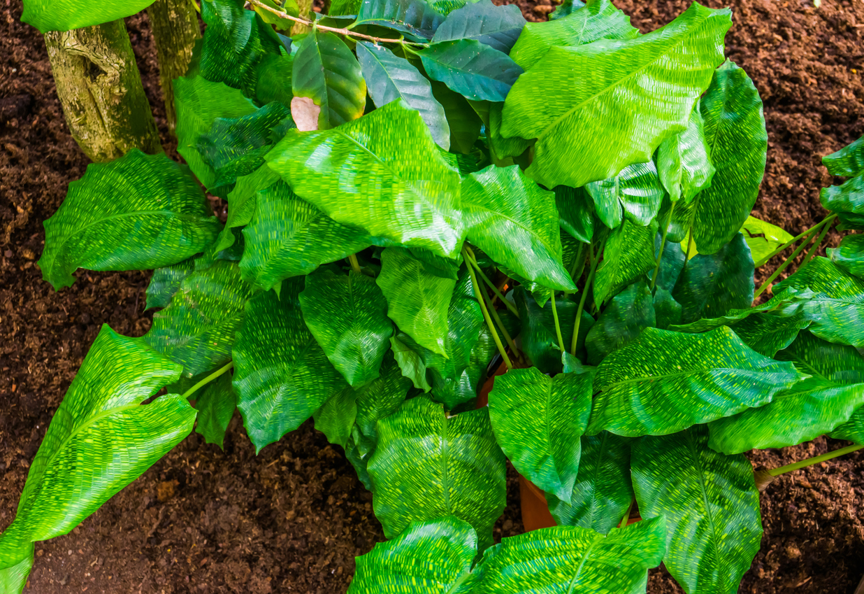 Prayer Plant