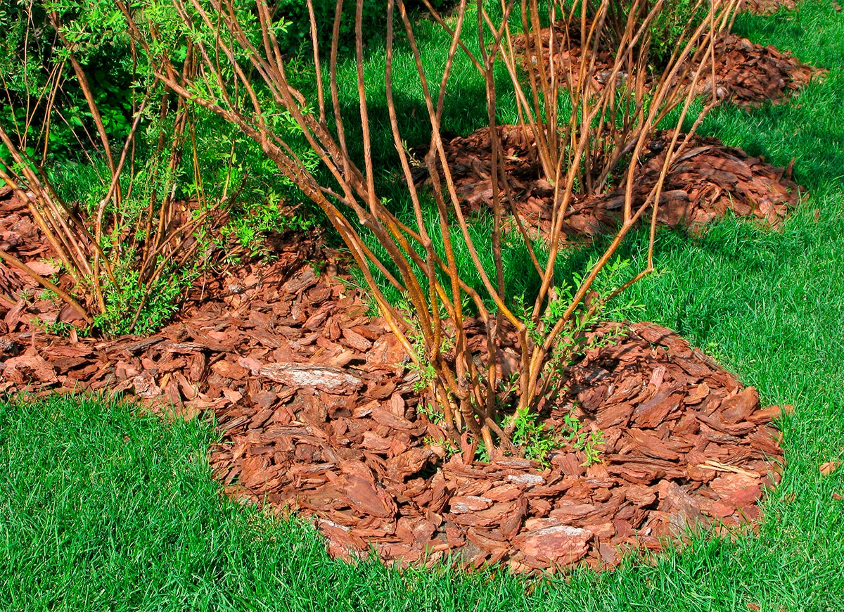 9 Reasons You Should Mulch Your Garden Every Fall