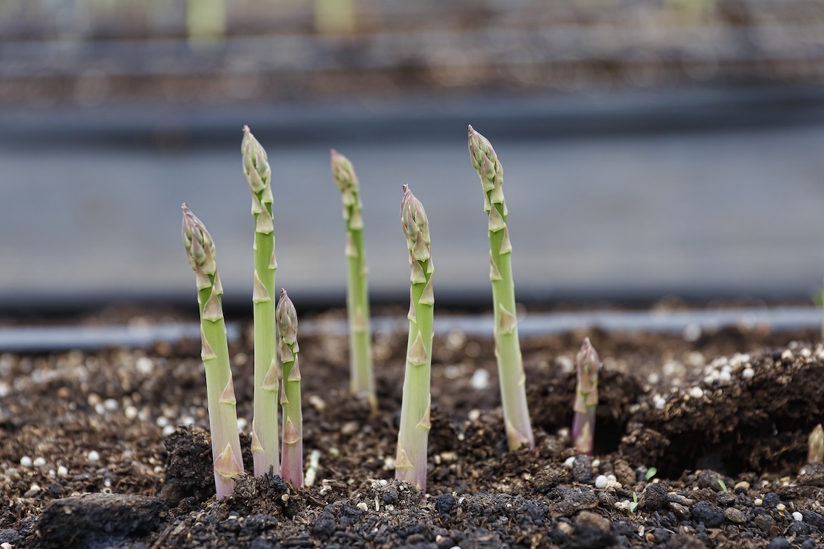 Asperges en train de germer dans la terre.