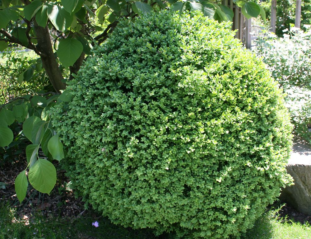 Buxus sempervirens ‘Suffruticosa’