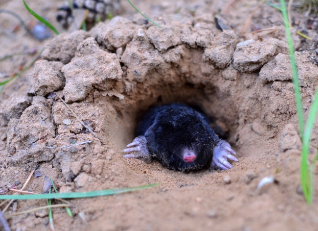 Vole vs. Mole: How to Tell Which Pest is Tunneling Through Your Yard and Garden