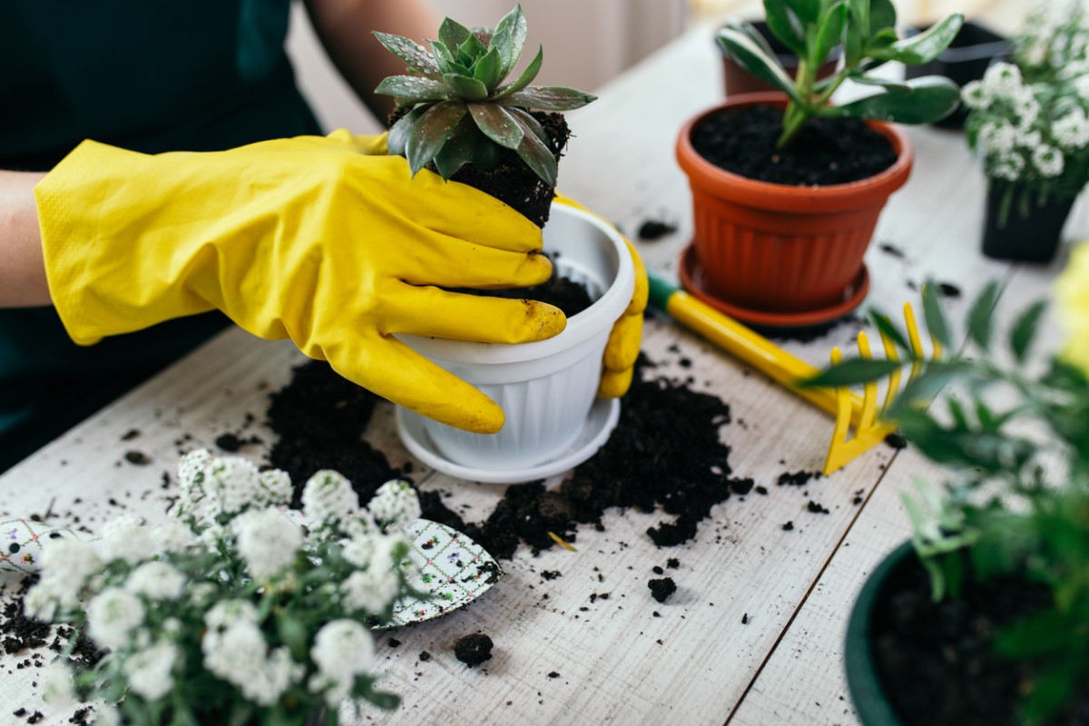 5 conseils pour savoir quand rempoter une plante