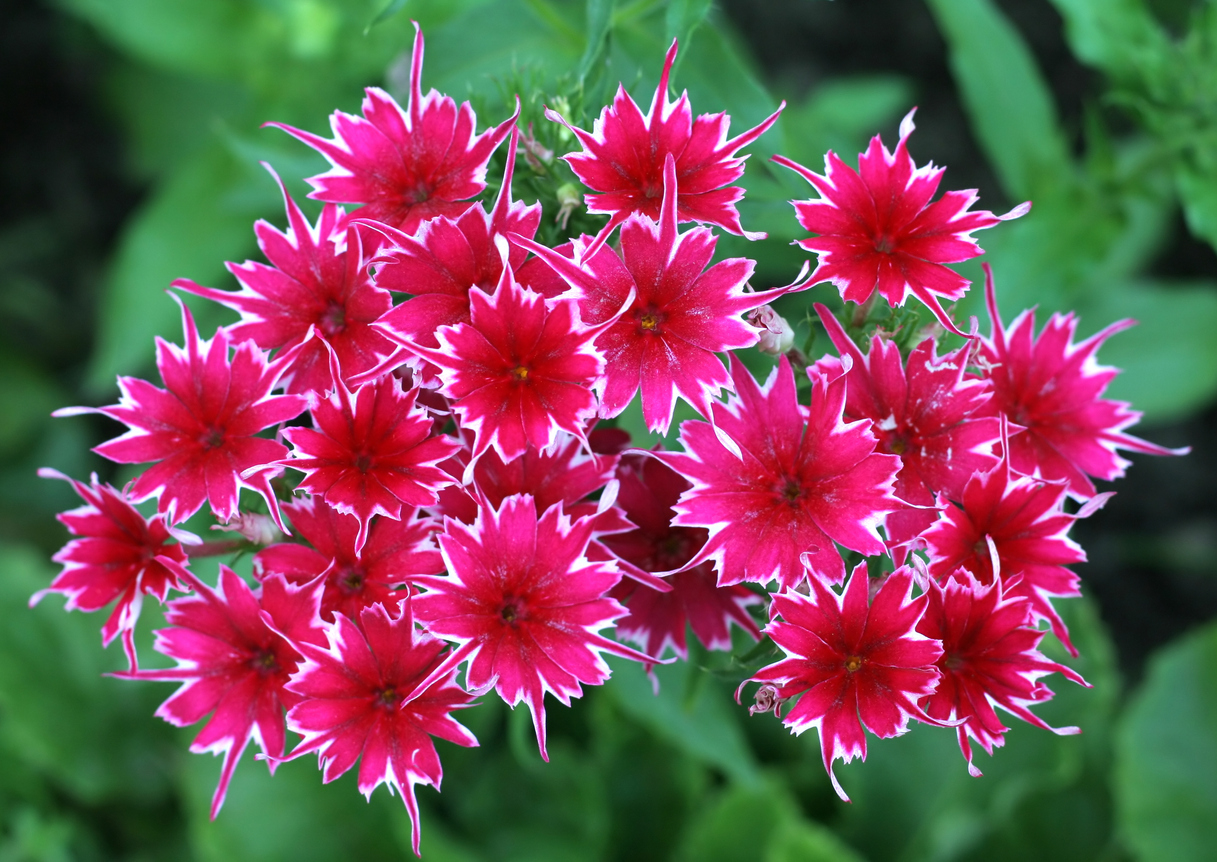 iStock-508189998 annual flowers phlox.jpg