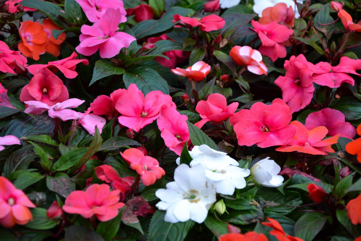 iStock-1400978430 annual flowers Impatiens Walleriana.jpg