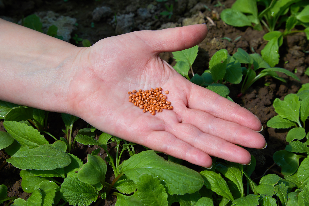 how to grow carrots