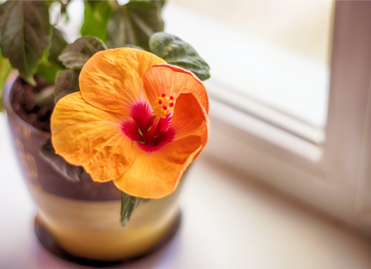 10 Plants You Can Winter Indoors