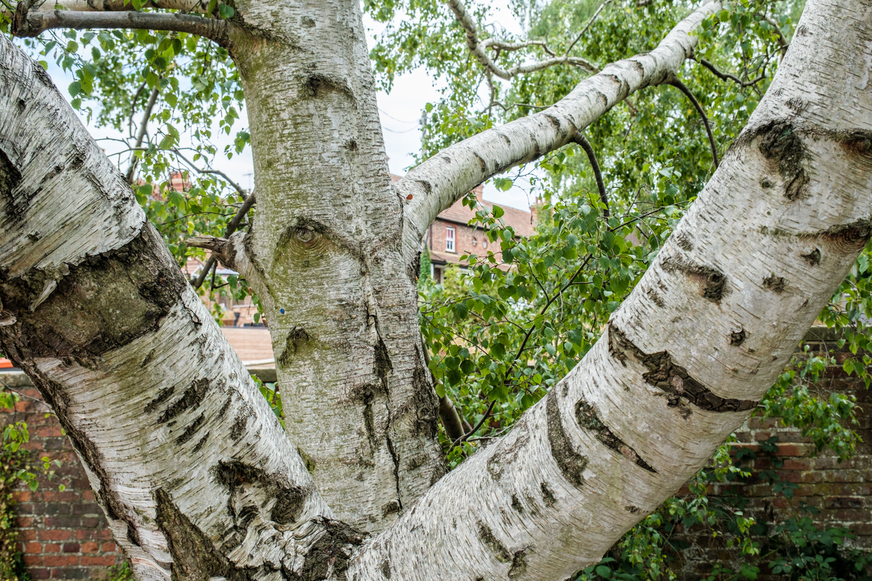 A-silver-birch-tree-trunk-shows-evidence-of-dropping-a-branch-and-leaving-a-mark-that-looks-like-a-tree-eye