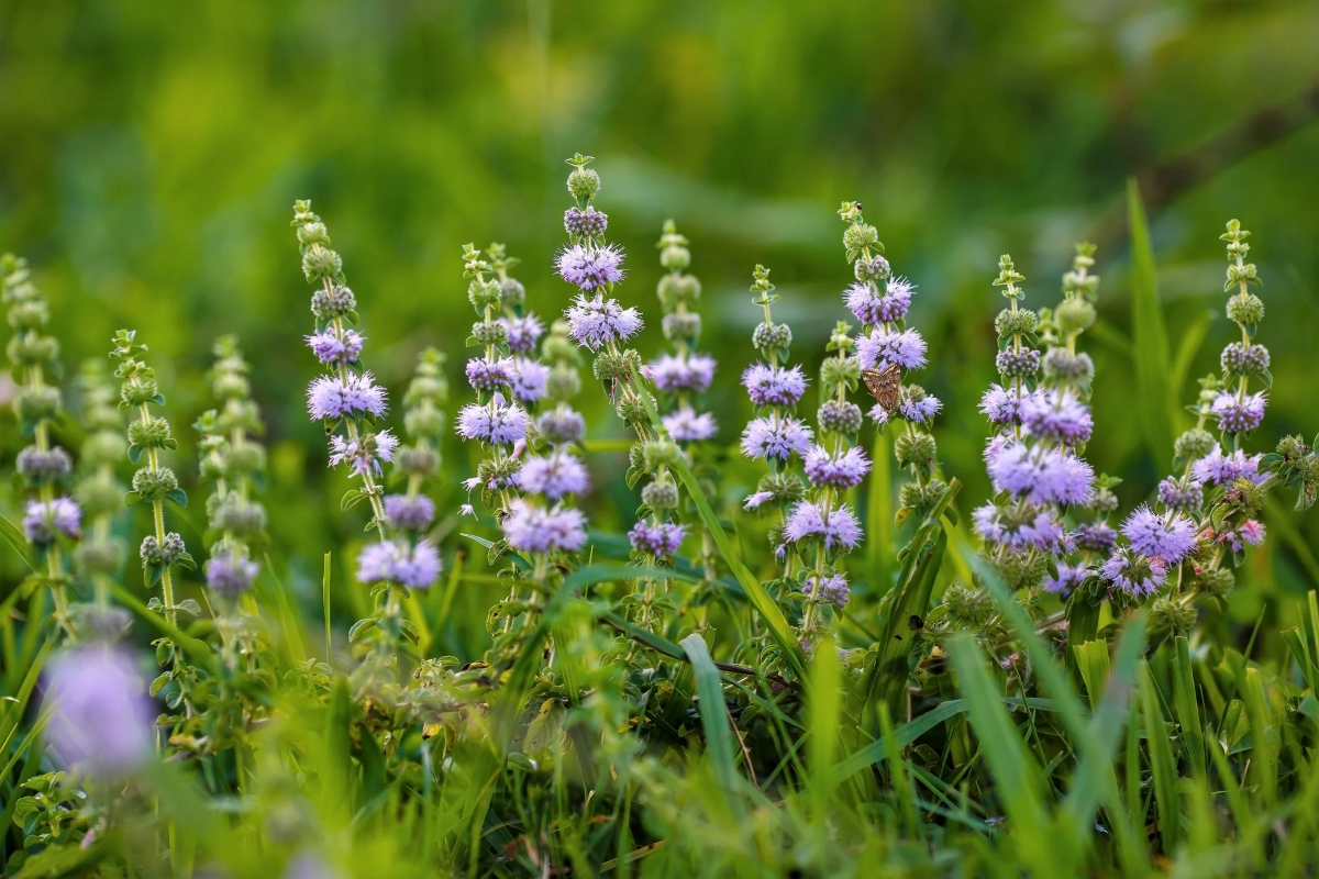 Plante de menthe aux fleurs violettes.