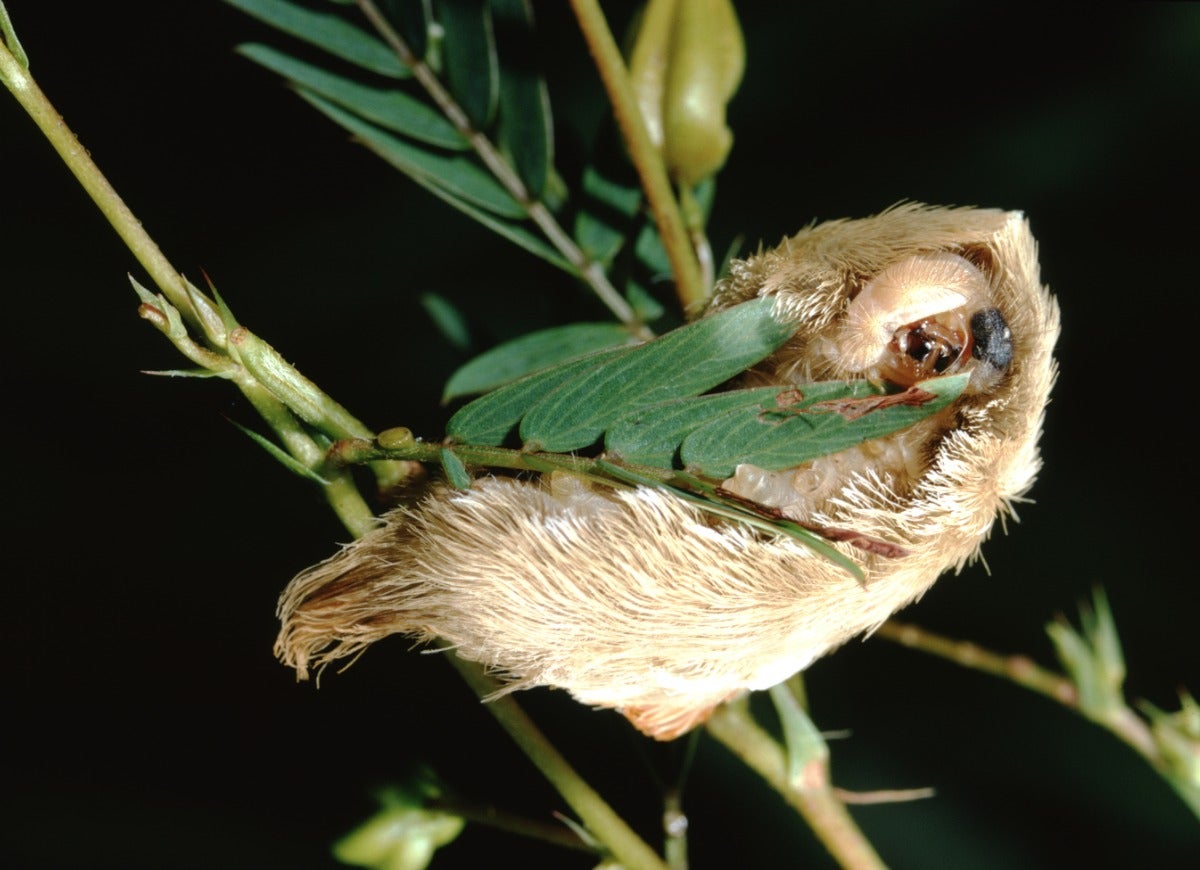 8 Stinging Caterpillars All Home Gardeners Should Be Aware Of