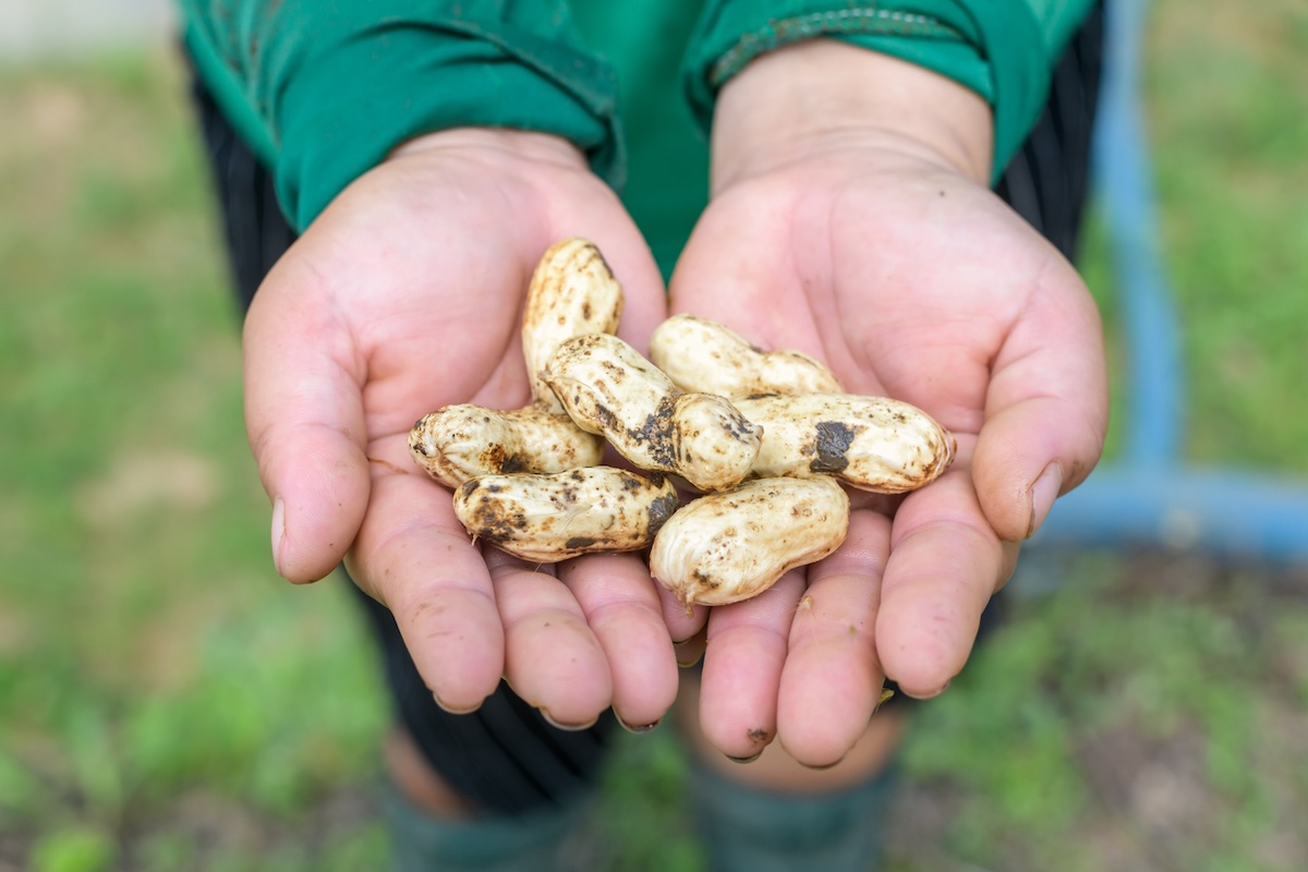 A person holding whole peanuts in two hands and feeding crows in a residential yard.