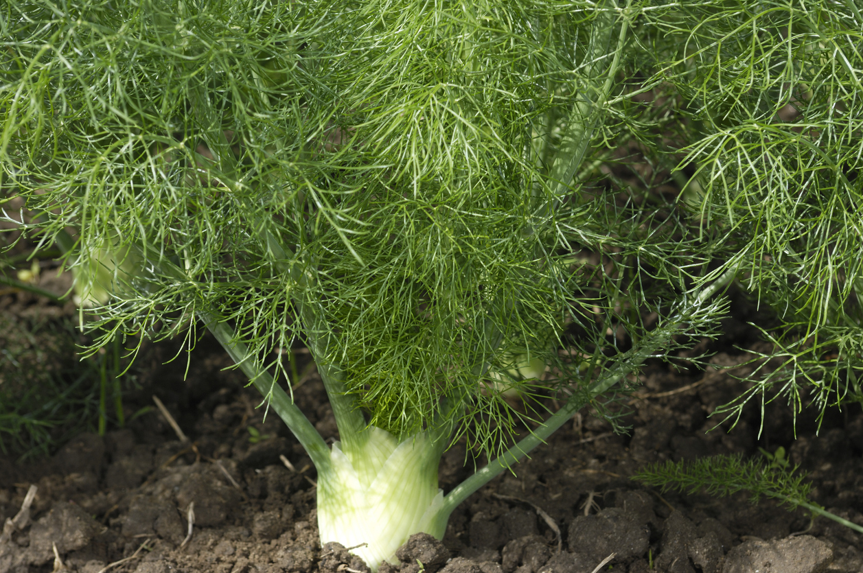 plantes qui éloignent les moustiques