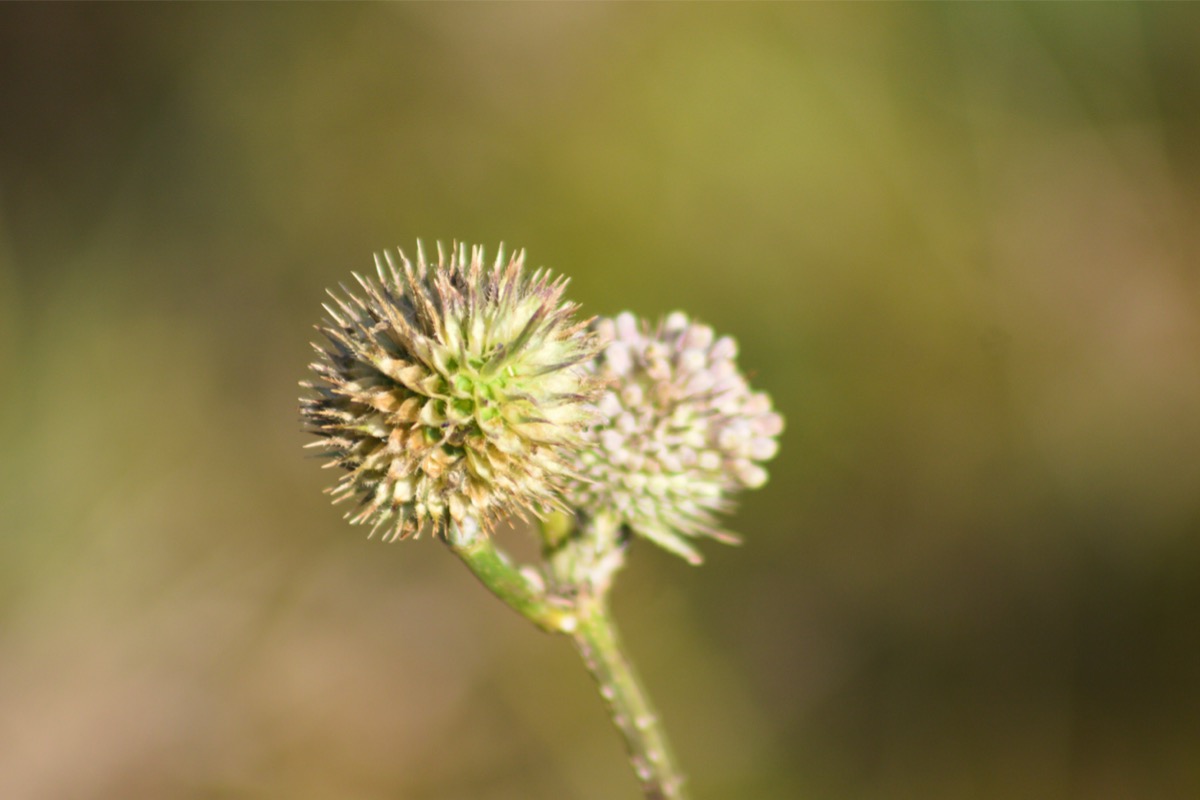 plantes indigènes