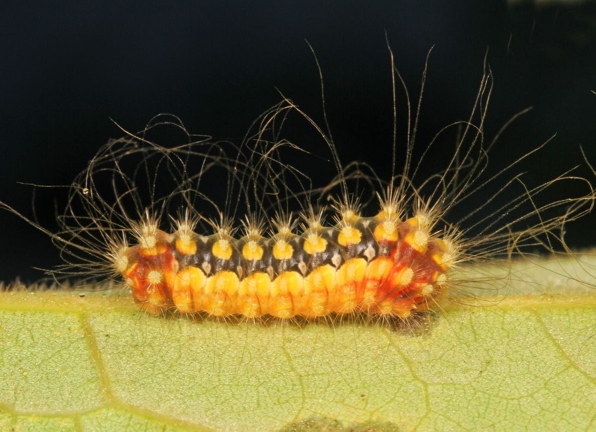 8 Stinging Caterpillars All Home Gardeners Should Be Aware Of