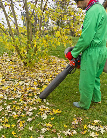 Leaf Removal Near Me