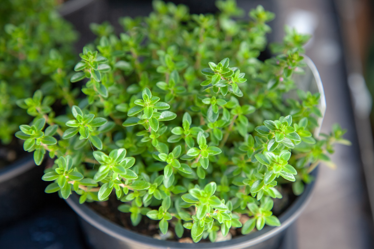 best herbs to grow indoors