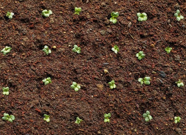 Overhead shot of seedlings in soil