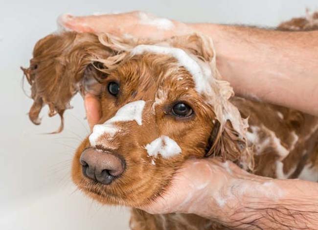 Dusting Tips Groom Your Pets