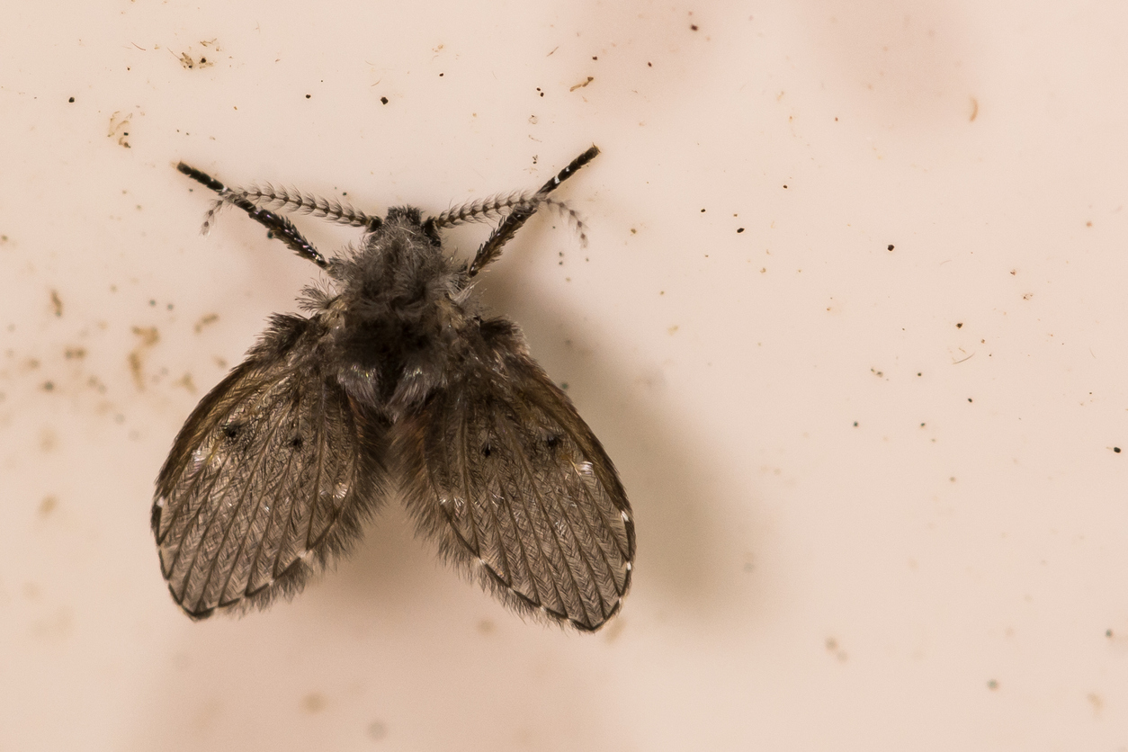 A close up of a flying black bug.