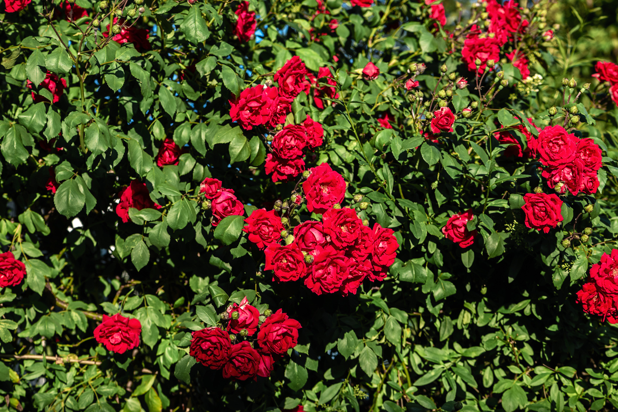 red rose bush in the garden