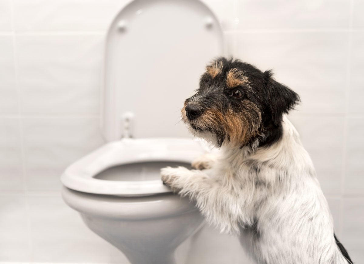 20 Common Household Items That May Be Harming Your Pet