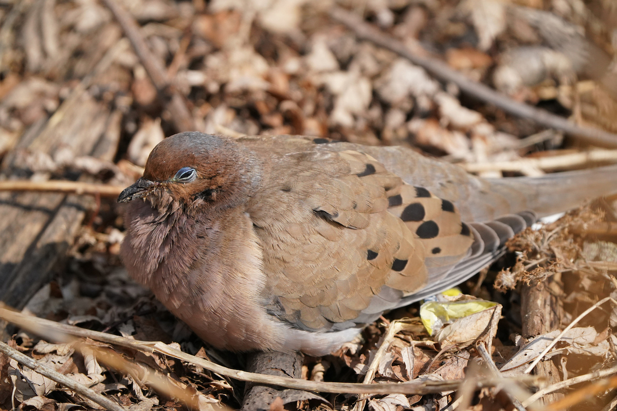 bird hit window injured bird on ground