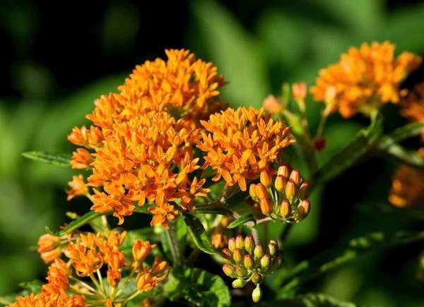 Butterfly Weed