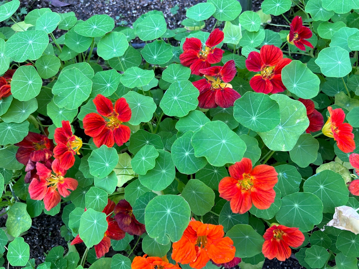 Red nasturium flowers among green leaves.