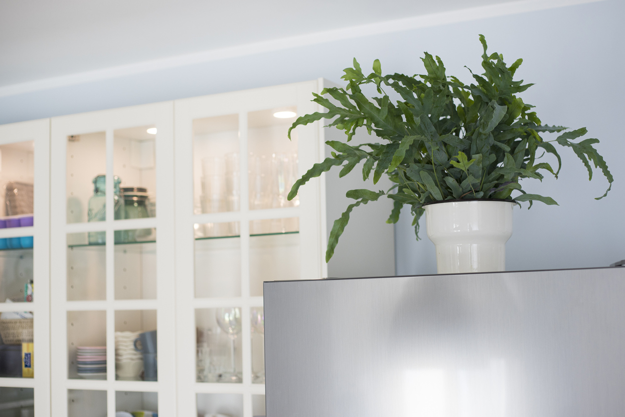 A plant of Blue Star fern (Phlebodium aureum), a fancy houseplant, on top of the fridge in a kitchen.