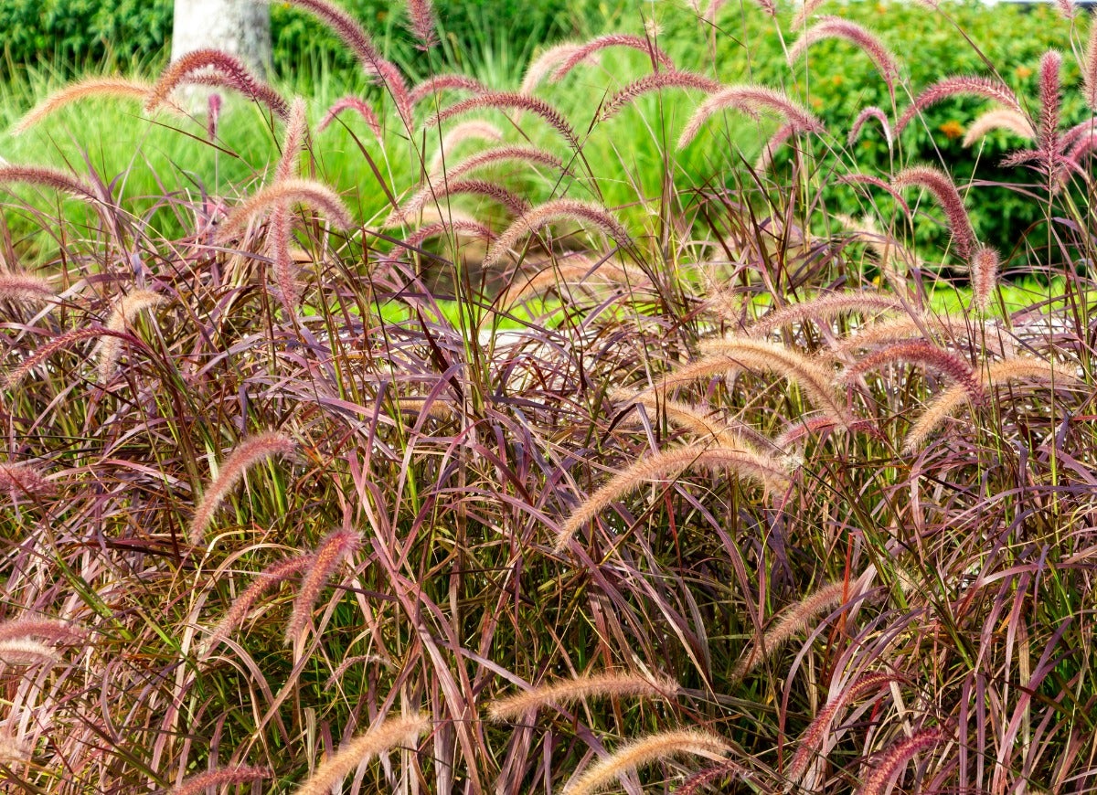 The 15 Best Plants for Rock Gardens