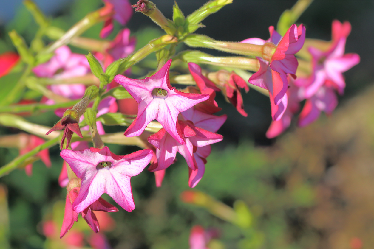 iStock-503316151 annual flowers nicotiana.jpg