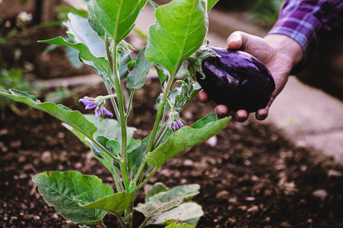 A person harvesting an eggplant from the garden.