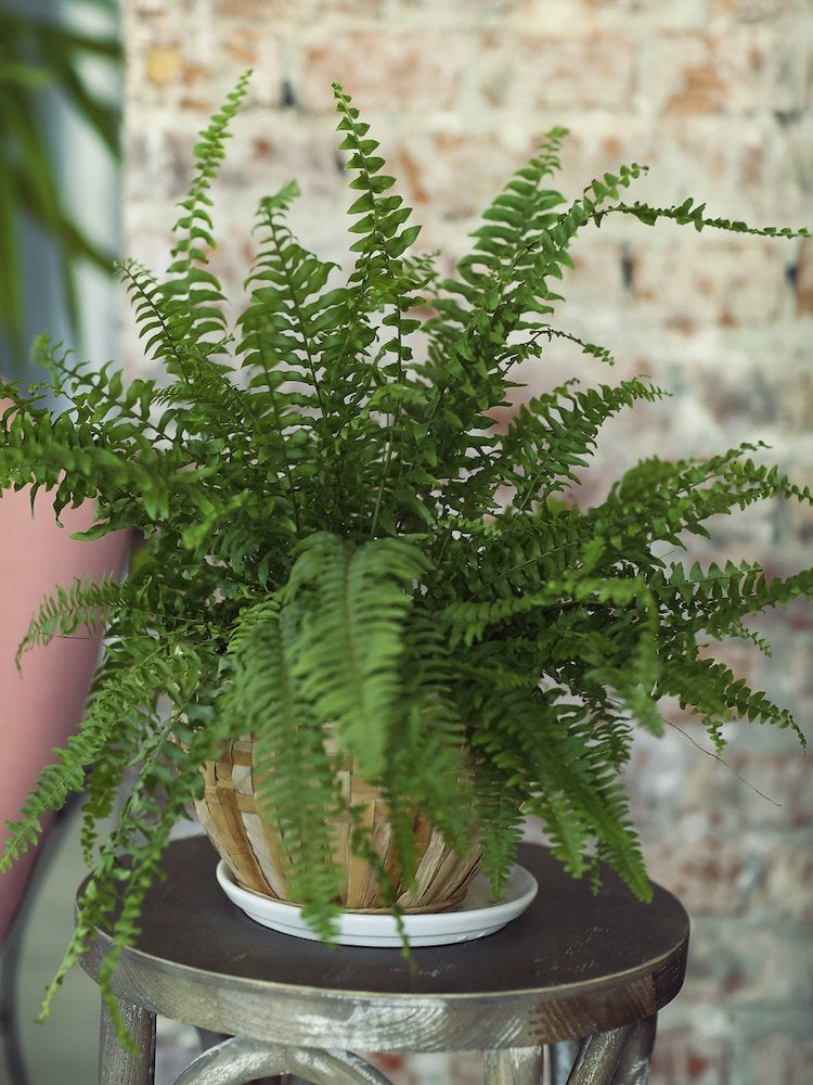 11 Things You Didn’t Know That Houseplants Love