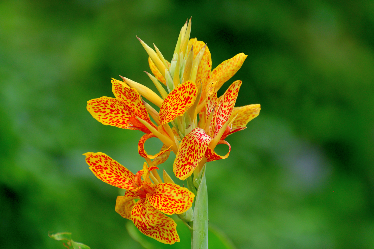 iStock-1271316213 plantes de terrasse canna lily