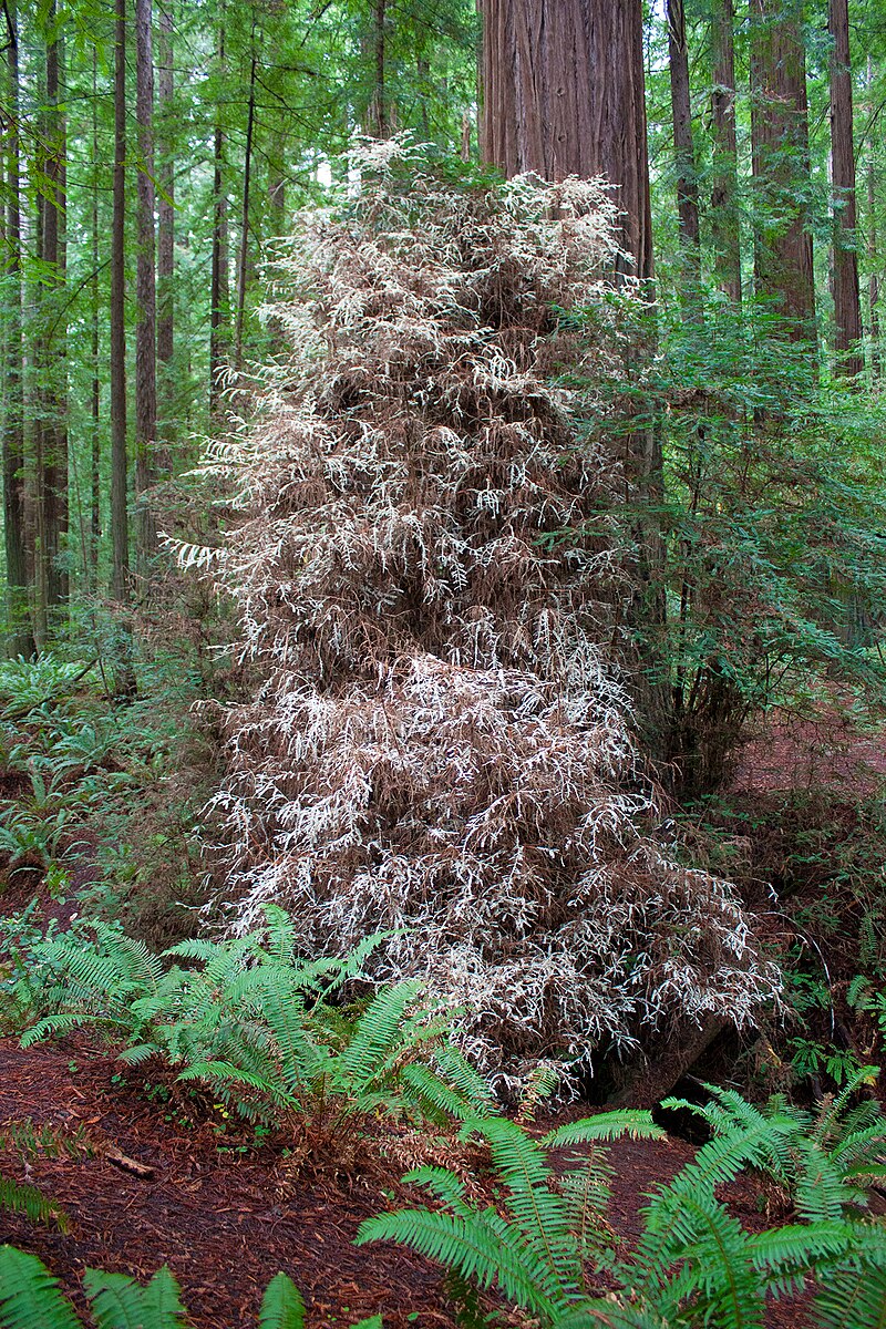 Humbolt albino redwood