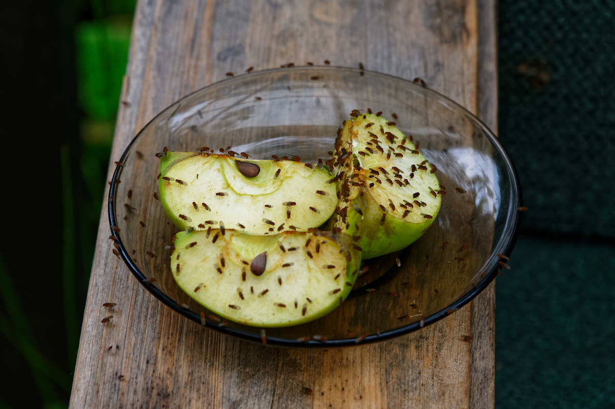 Fruit flies on apple slices that have been left to attract them