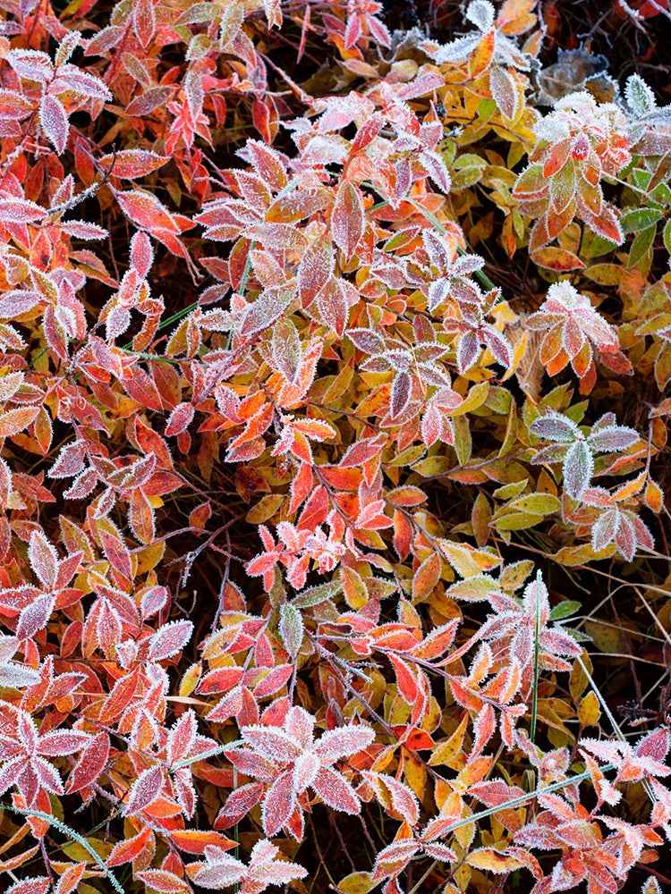 9 Reasons You Should Mulch Your Garden Every Fall