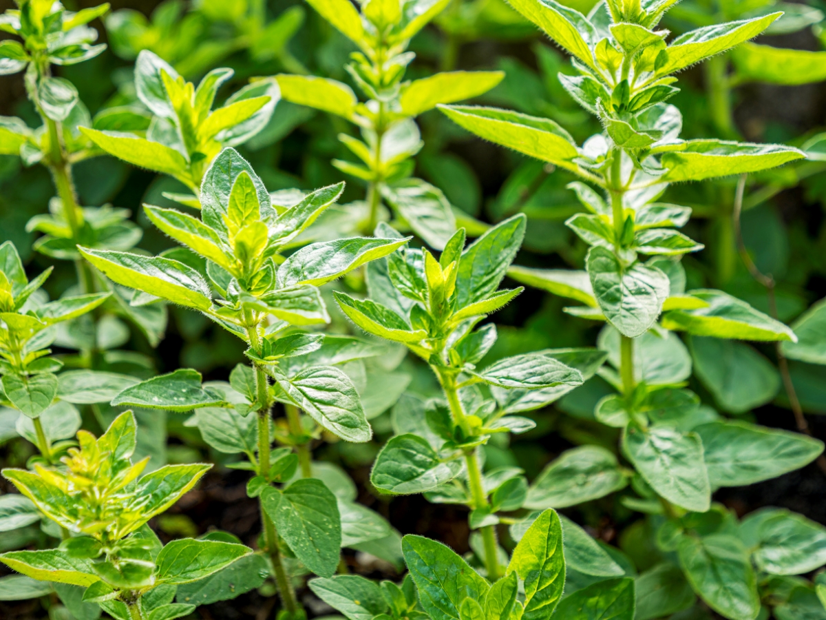 Oregano plants in garden.