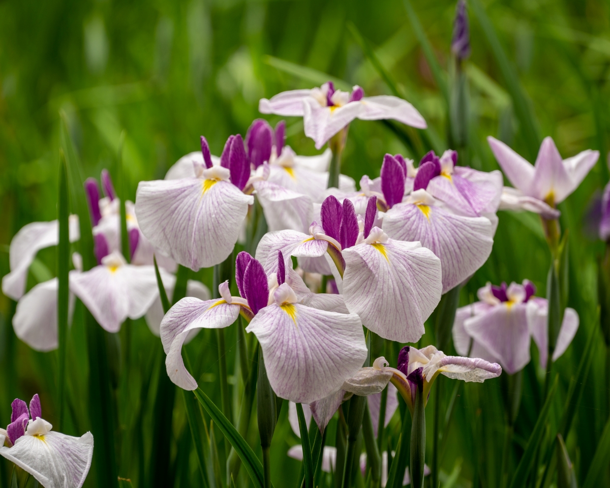 Multiple pink and purple Japanese iris flowers.