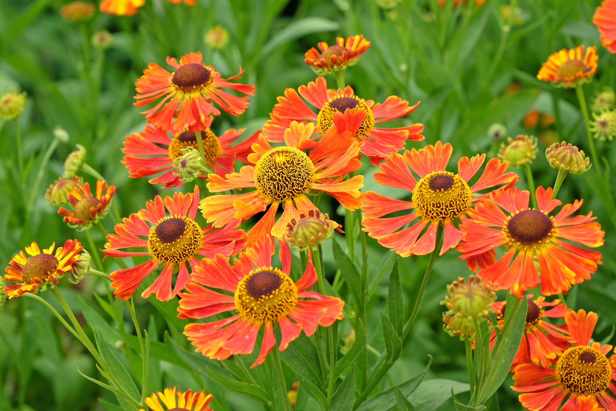 bright orange helenium blossoms