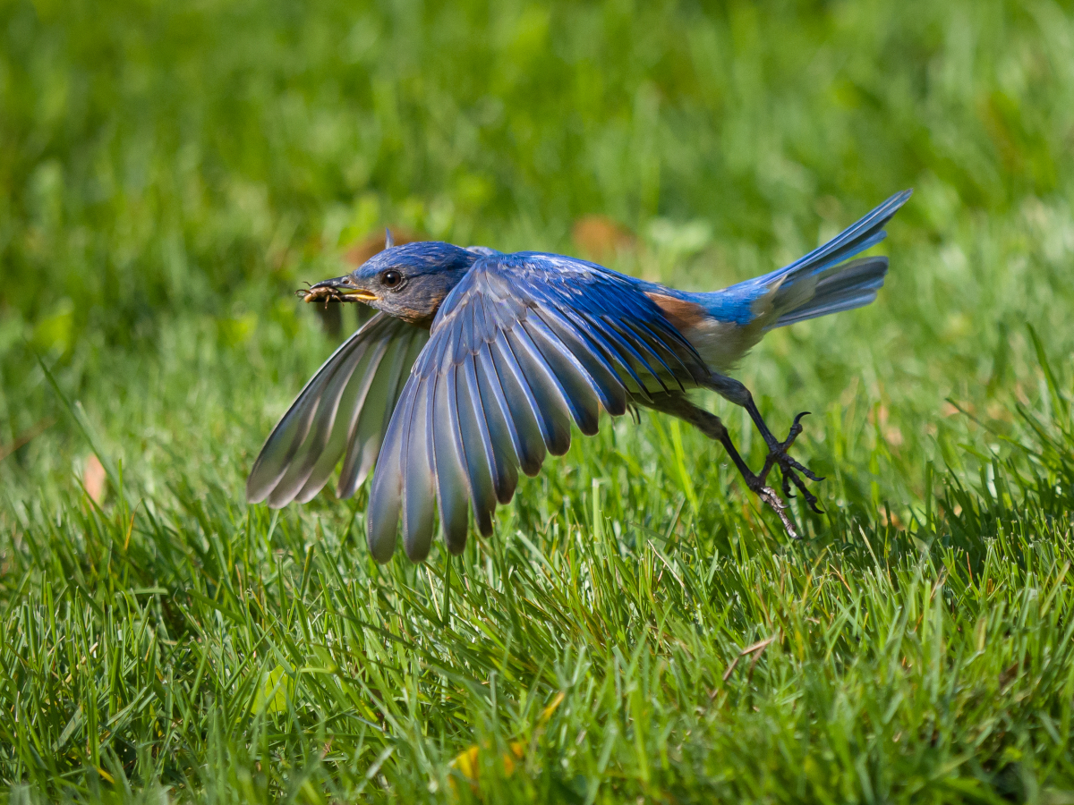 how to attract bluebirds