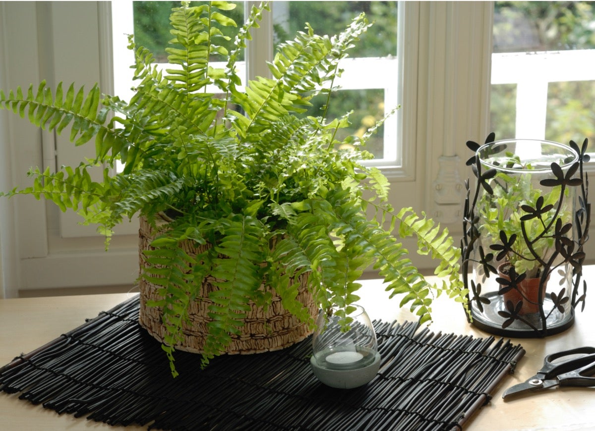 10 Plants You Can Winter Indoors