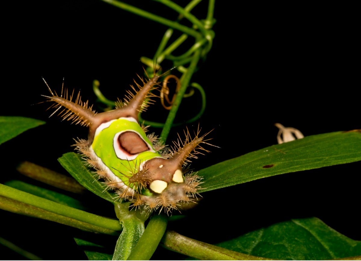 8 Stinging Caterpillars All Home Gardeners Should Be Aware Of