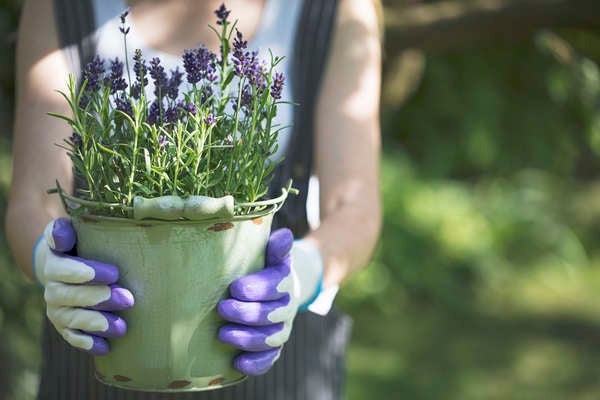 iStockplantes_de_patio_lavande