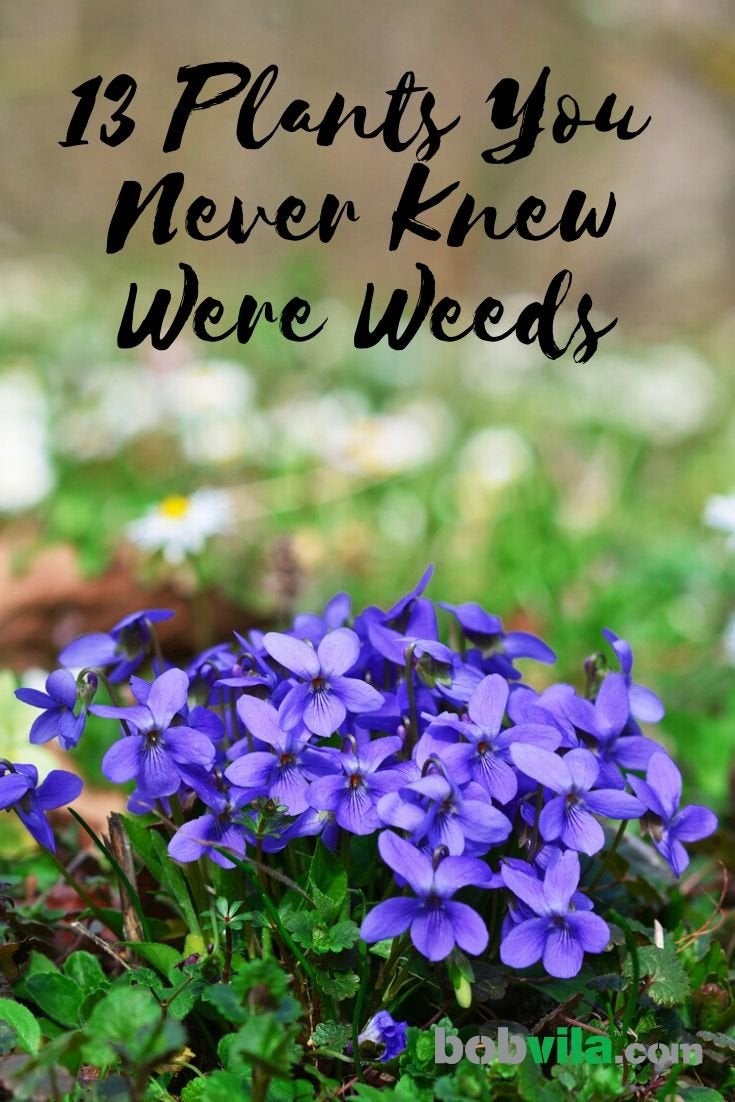 13 Plants You Never Knew Were Weeds